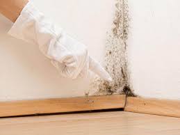 Best Water Damage & Mold Remediation  in Prosperity, SC